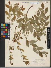 Foto von Salix hastata L.